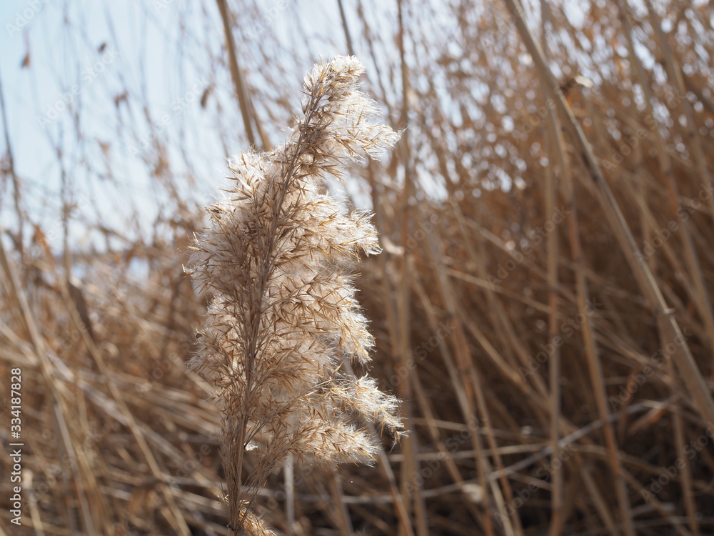 Fototapeta premium Reed in wetlands shining on a golden morning sun. The winter is about to end. Selective focus