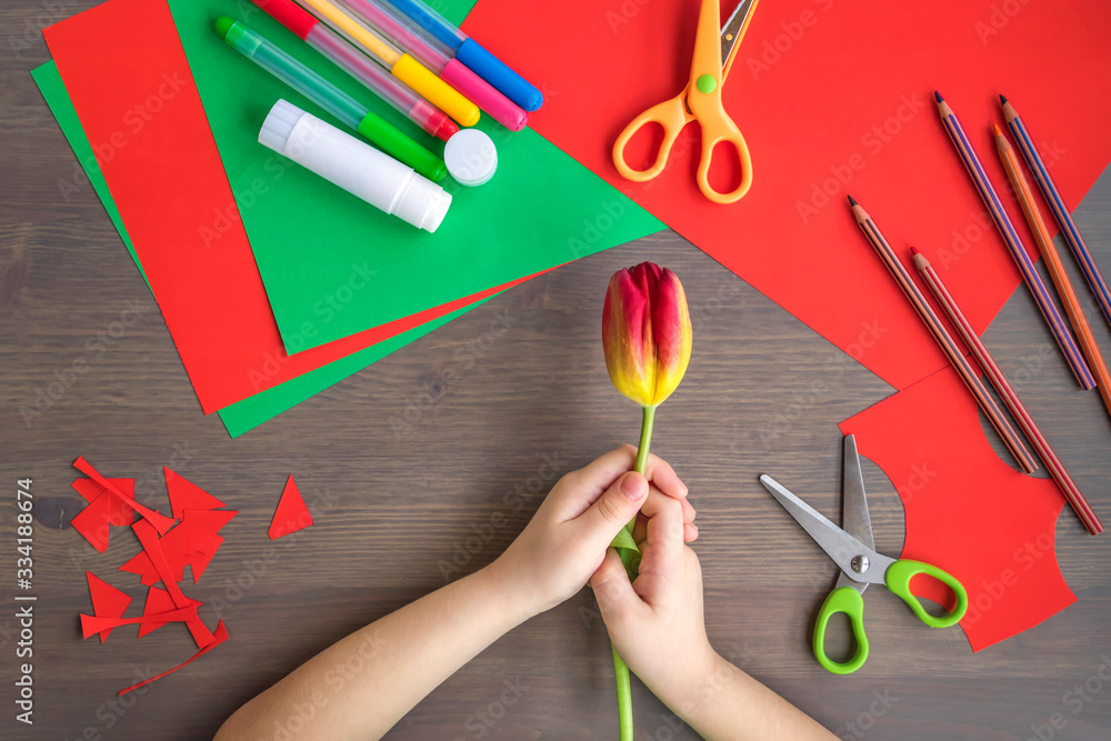 a child holds a red Tulip, a gift with their own hands a child holds a red Tulip, a gift with their own hands