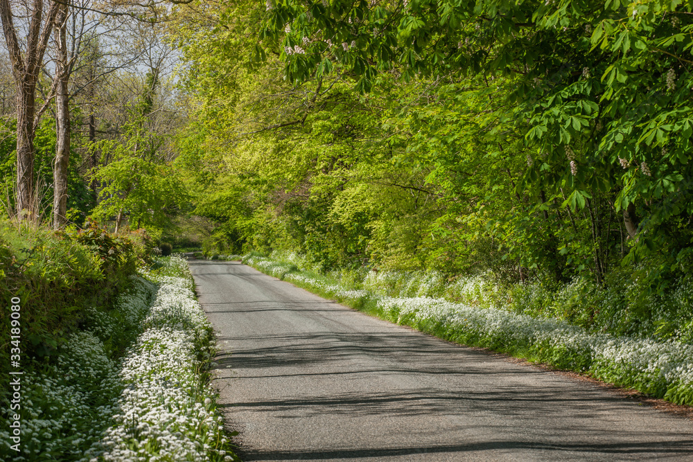 Obraz premium Wild garlic growing on roadside