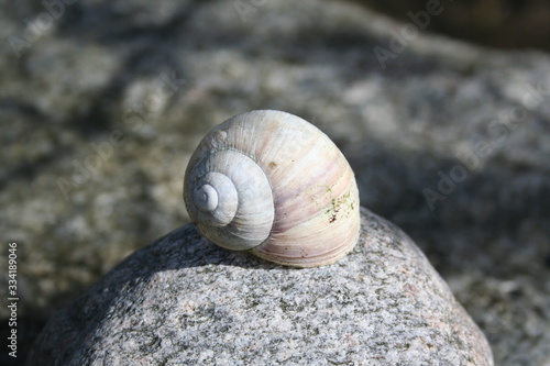 Snail shell on the stone