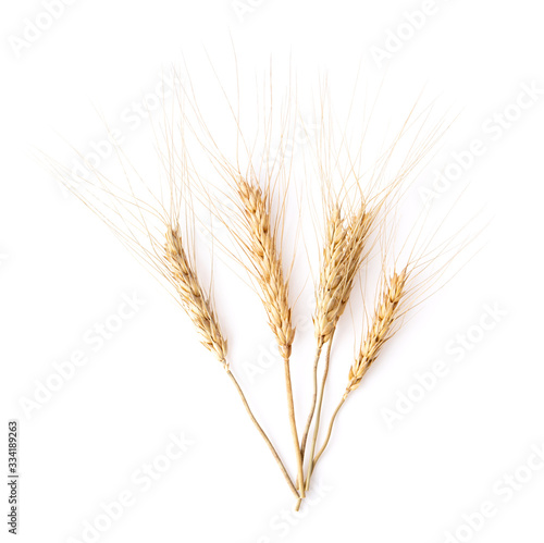 barley grains isolated on white background