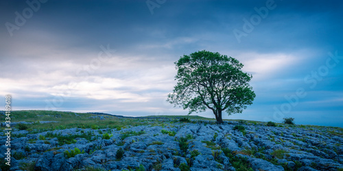 Lone tree on Gordale Scar Malham Craven North Yorkshire England