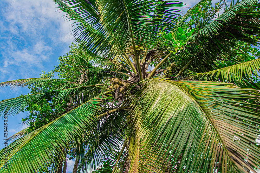 Fototapeta premium Beautiful palm tree under blue Caribbean sky. Holiday mood.