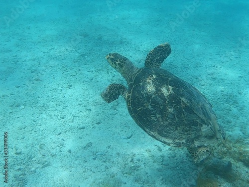 Sea turtle swimming underwater in blue ocean