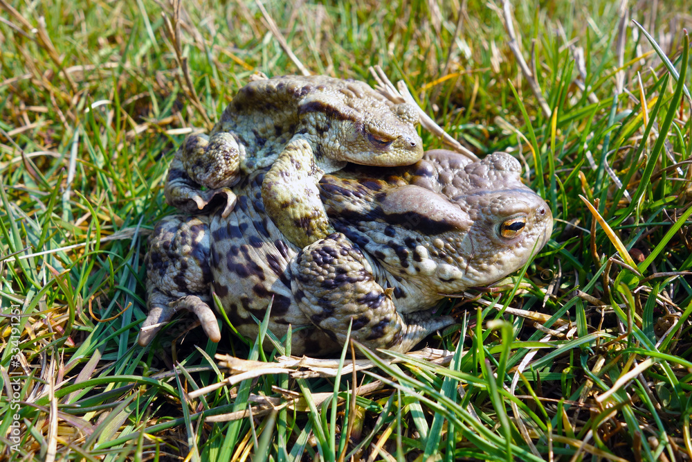 Fototapeta premium Mating frogs in spring time