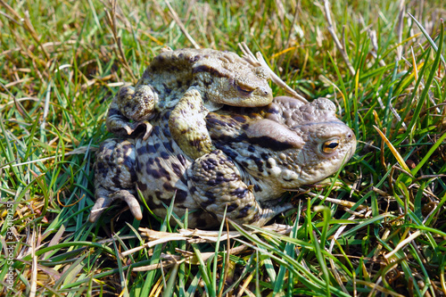 Mating frogs in spring time