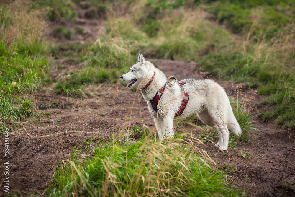 Beautiful siberian husky dog in nature