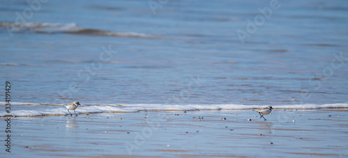 Vászonkép Vendée: deux Pluviers à collier interrompu ou Gravelot à collier interrompu (Charadrius alexandrinus) sur la plage de Brétignolles sur mer