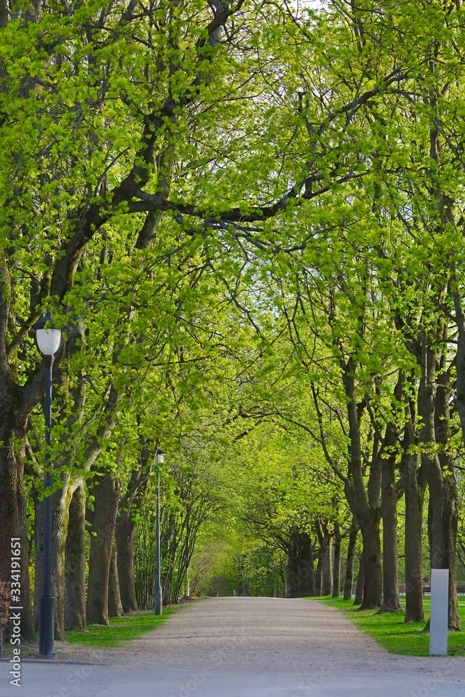 Spring park with green trees, pleasant walk