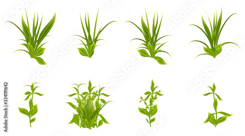Set of realistic green grass and bushes isolated on white background. Objects for design. Vector illustration