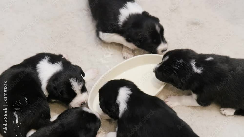 Newborn border collie puppies scrambling and blundering around for some milk Newborn border collie puppies scrambling and blundering around for some milk