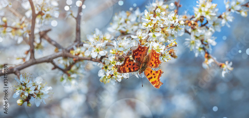 Beautiful flowers with bee, butterfly in spring. Flower banner with copy space