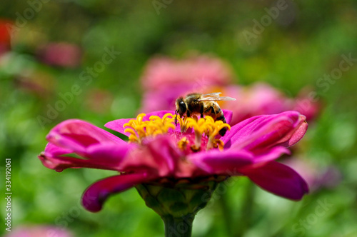 Bee on a beautiful flower in the garden