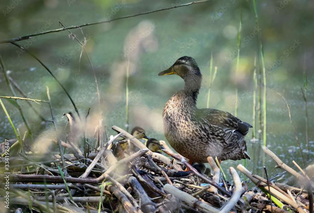 Fototapeta premium Kaczka Krzyżówka