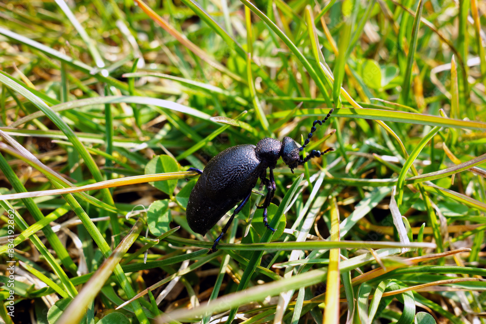 Fototapeta premium A beetle moving in the grass, an insect called Violet Oil-beetle
