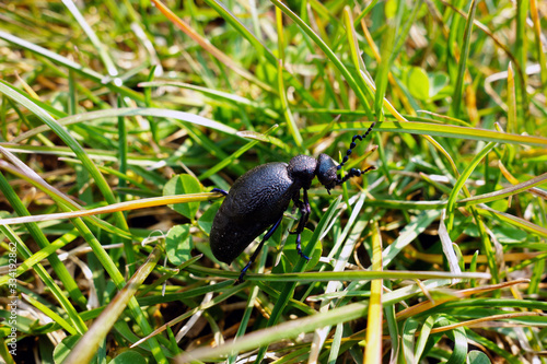 A beetle moving in the grass, an insect called Violet Oil-beetle