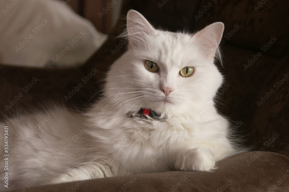 White cat angora