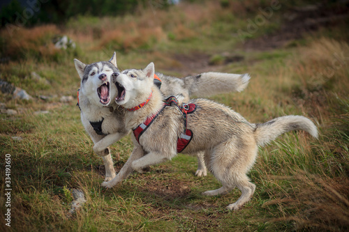 two siberian husky play © lobodaphoto