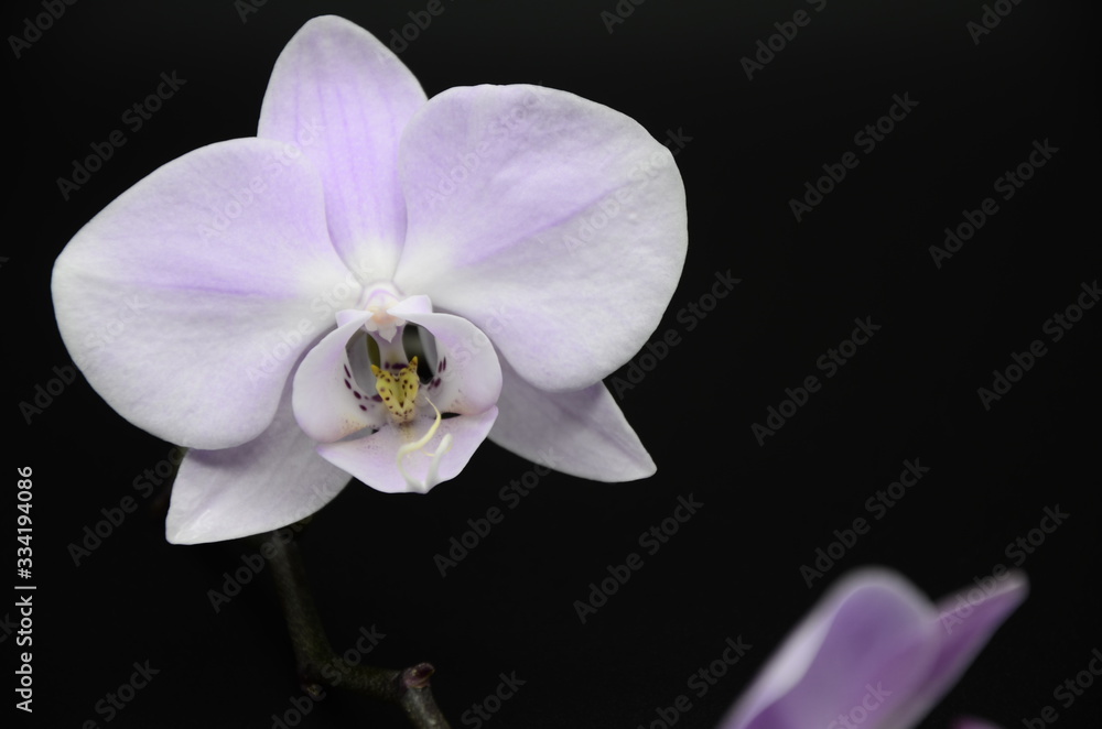 Obraz premium purple Orchid flowers on a black background, two white pebbles. spa. beauty. copyspace