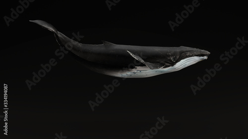 Humpback Whale Black Background 3d illustration 3d render