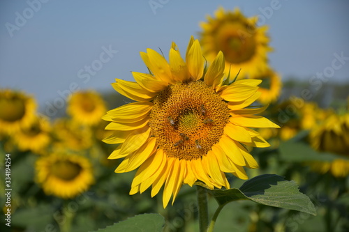 Campo di girasoli in fiore