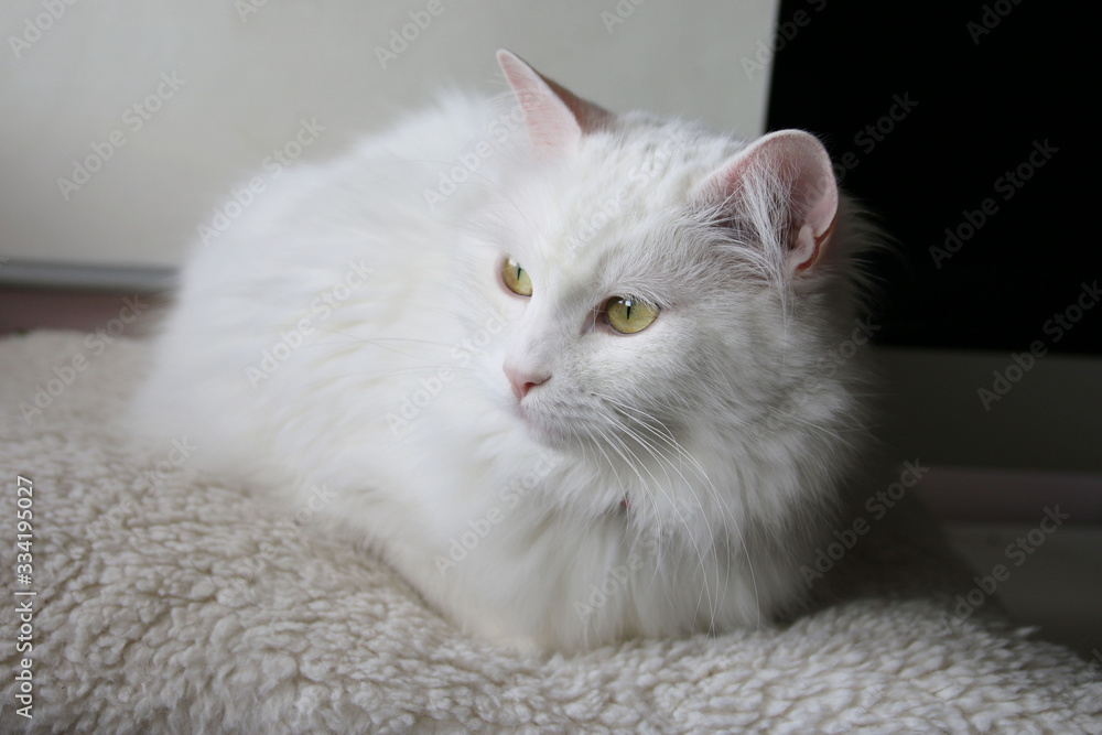 White cat angora