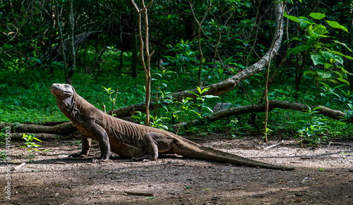 Komodo dragon in the green on Komodo island photo