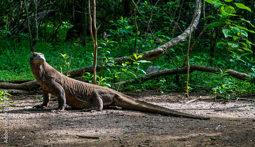 Komodo dragon in the green on Komodo island