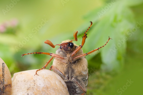 Maybeetle extreme macro photo