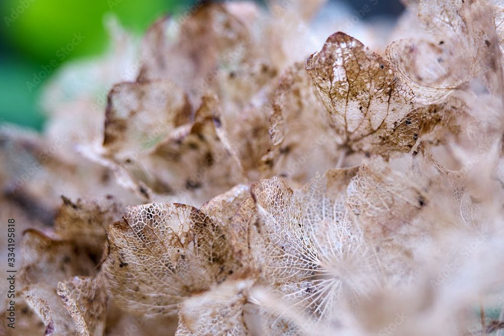 Bown dried flowers