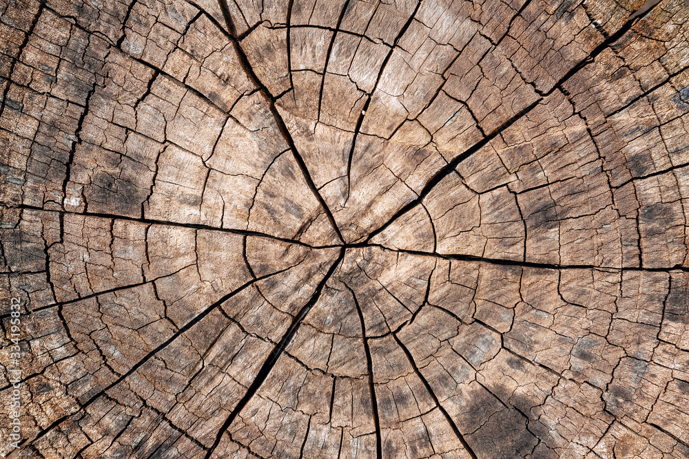 Fototapeta premium Tree stump background. Brown cracked and cut Wooden texture pattern background.