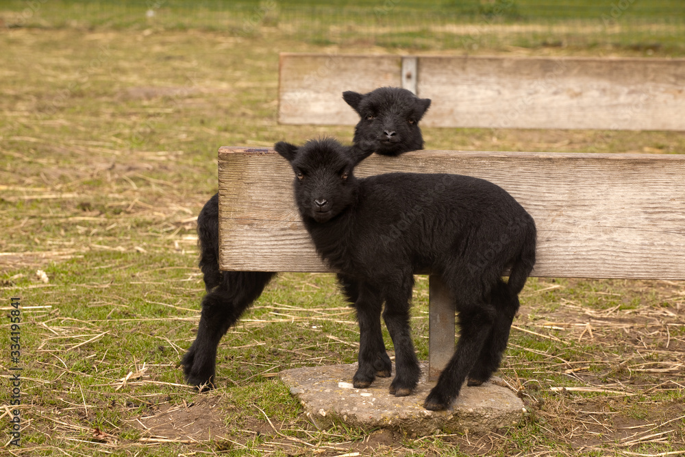 Black lamb twins