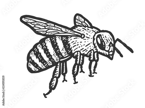 Insect sketch, a bee flies. Scratch board imitation. Black and white hand drawn image.