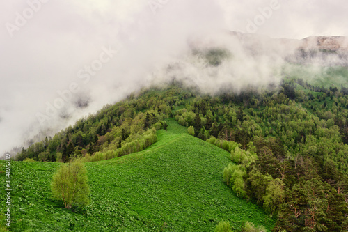 Misty forest landscape. A green meadow in the foreground and conifers in the fog in the background. Mountain small Thach, Adygea. Caucasus Mountains, Russia