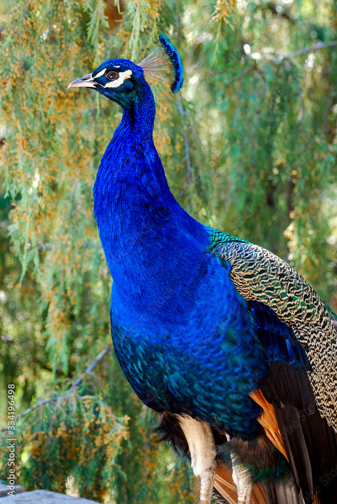 Fototapeta premium Portrait of a Captive Blue Peacock