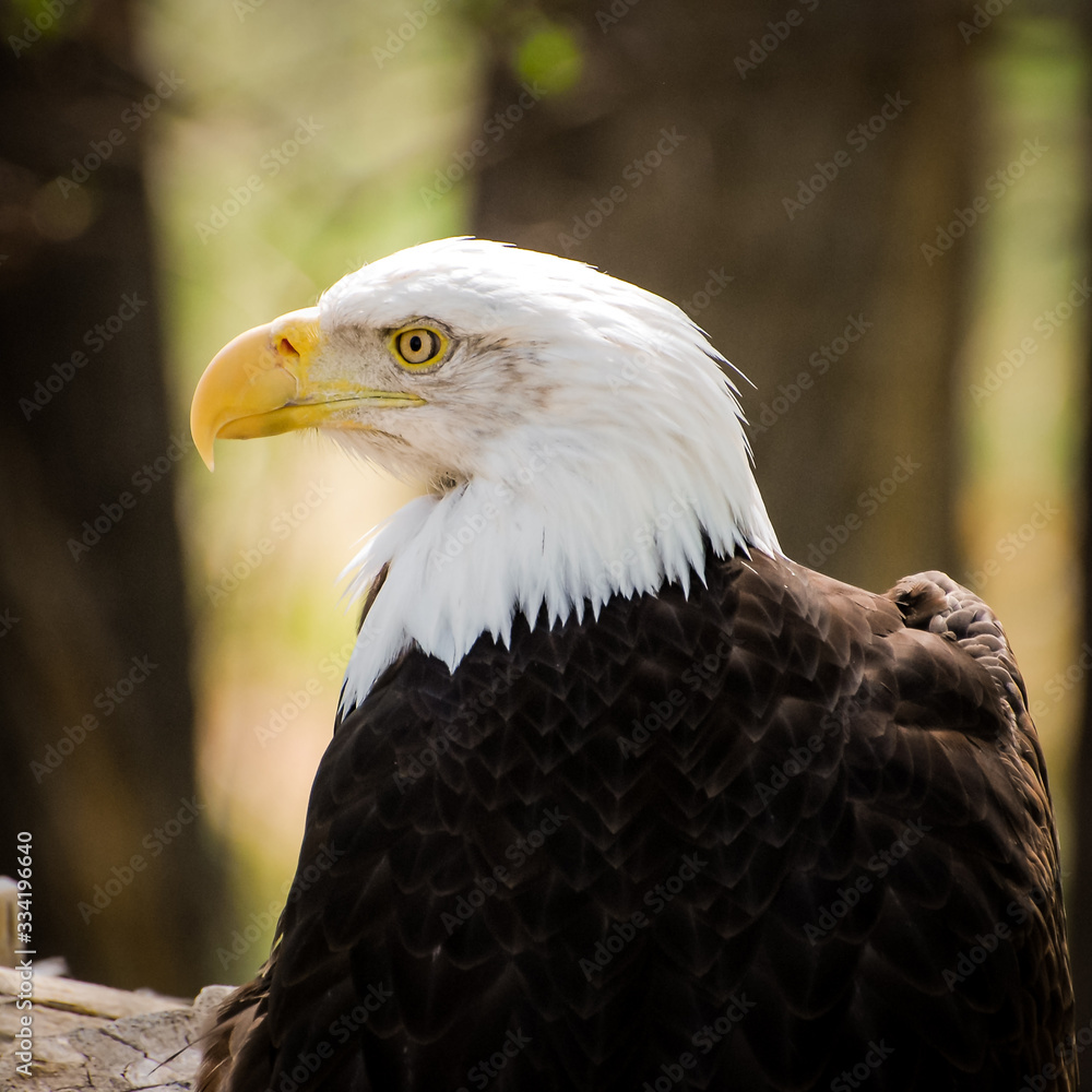 Obraz premium Portrait of a captive American Bald Eagle