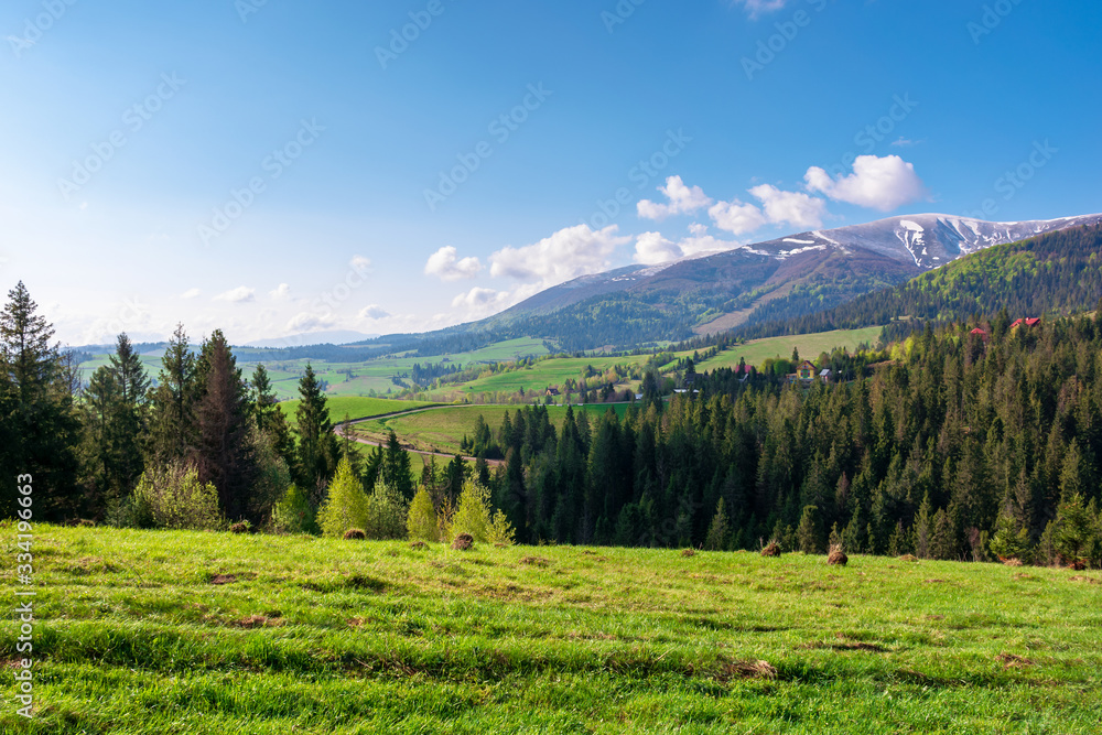 great outdoors on a sunny springtime day. beautiful countryside landscape in mountains. forest behind the meadow covered in fresh green grass. borzhava ridge in the distance great outdoors on a sunny springtime day. beautiful countryside landscape in mountains. forest behind the meadow covered in fresh green grass. borzhava ridge in the distance
