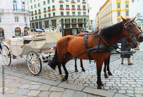 Photography Horses with a cart on a street of Vienna. Austria