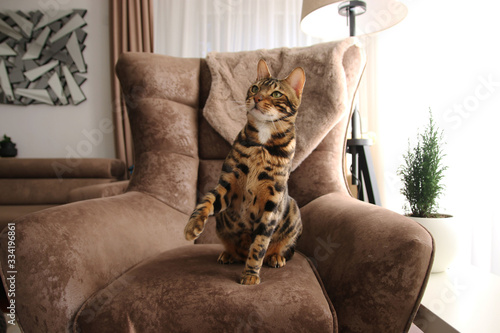 Beautiful Bengal Cat