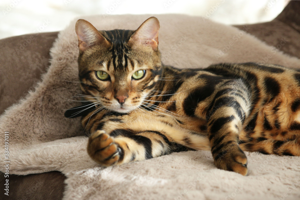 Beautiful Bengal Cat Beautiful Bengal Cat