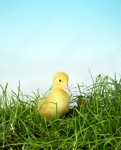 Easter duckling in grass