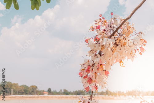 cherry tree blossom in spring