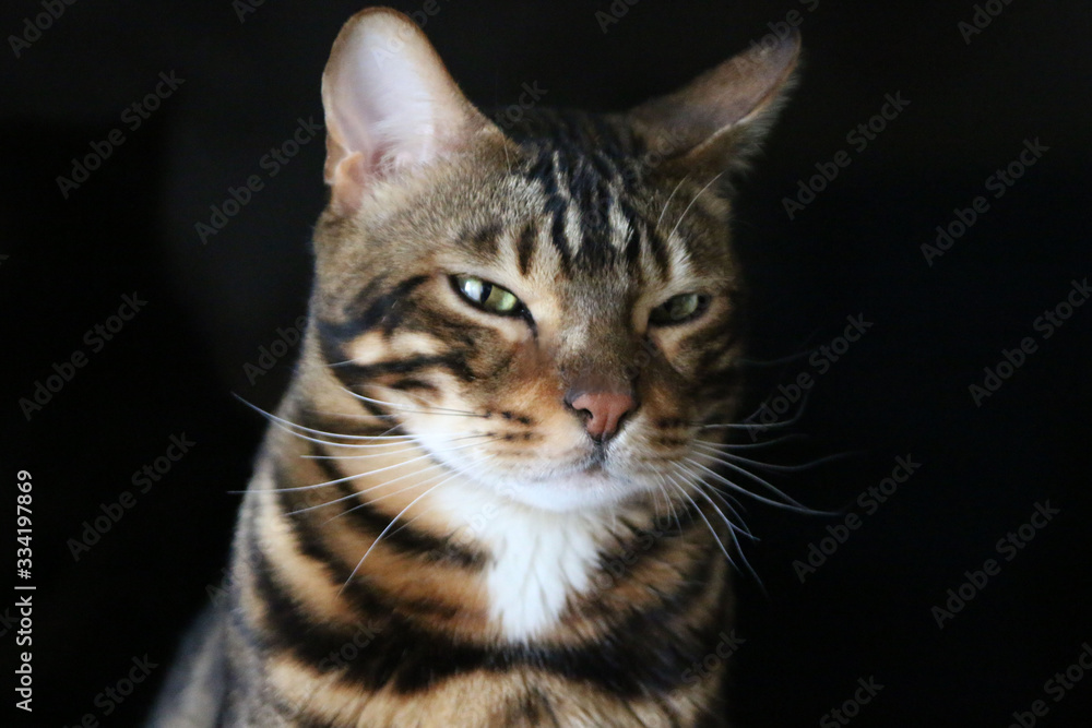 Fototapeta premium Beautiful Bengal Cat
