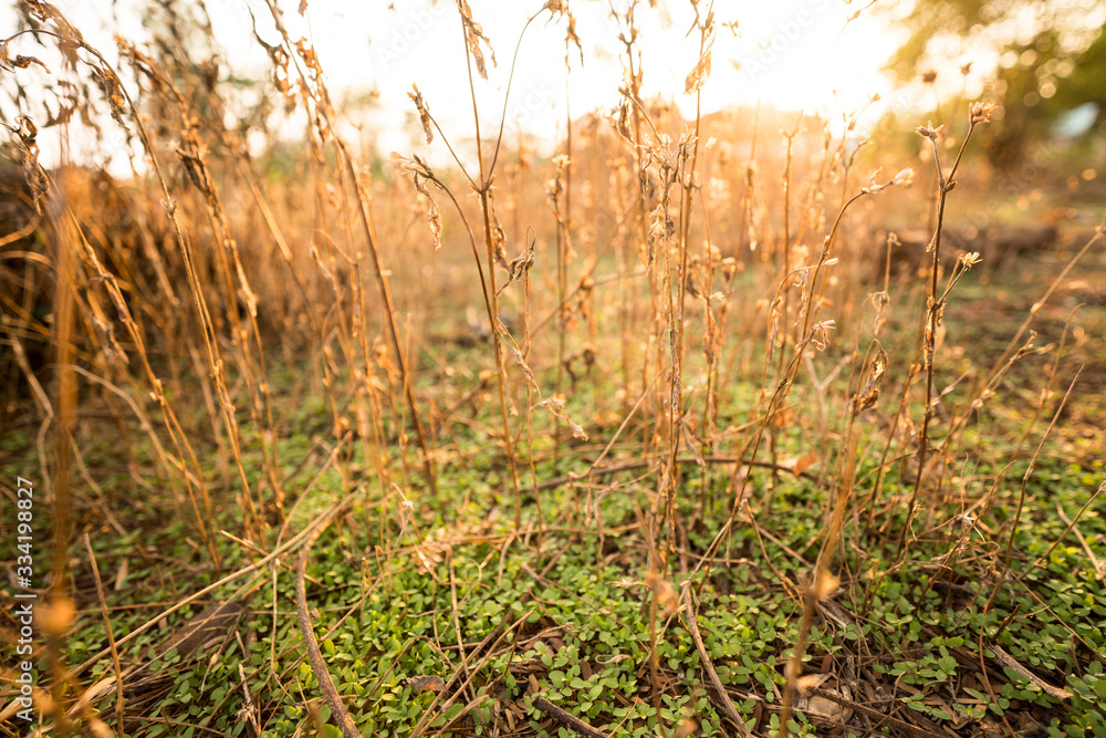 Summer and soil preparation for planting and after harvest