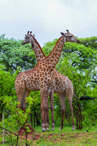 Safari Kruger National Park South Africa © rodrigo