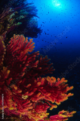 Red gorgonian