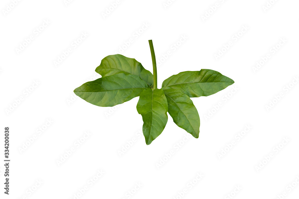 fresh basil isolated on white background fresh basil isolated on white background