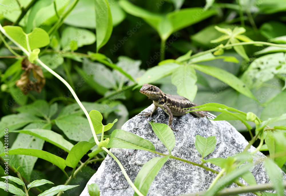 Obraz premium lizard in the jungle in vivo a amazon