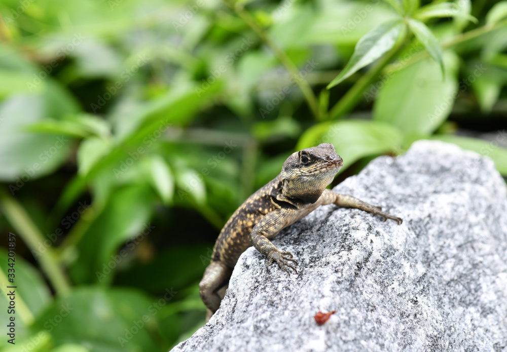 lizard in the jungle in vivo a amazon lizard in the jungle in vivo a amazon