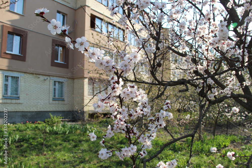 Spring flowering trees Spring flowering trees